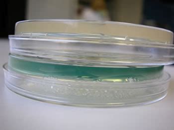 Microbiology Lab : MOLB 2210 .